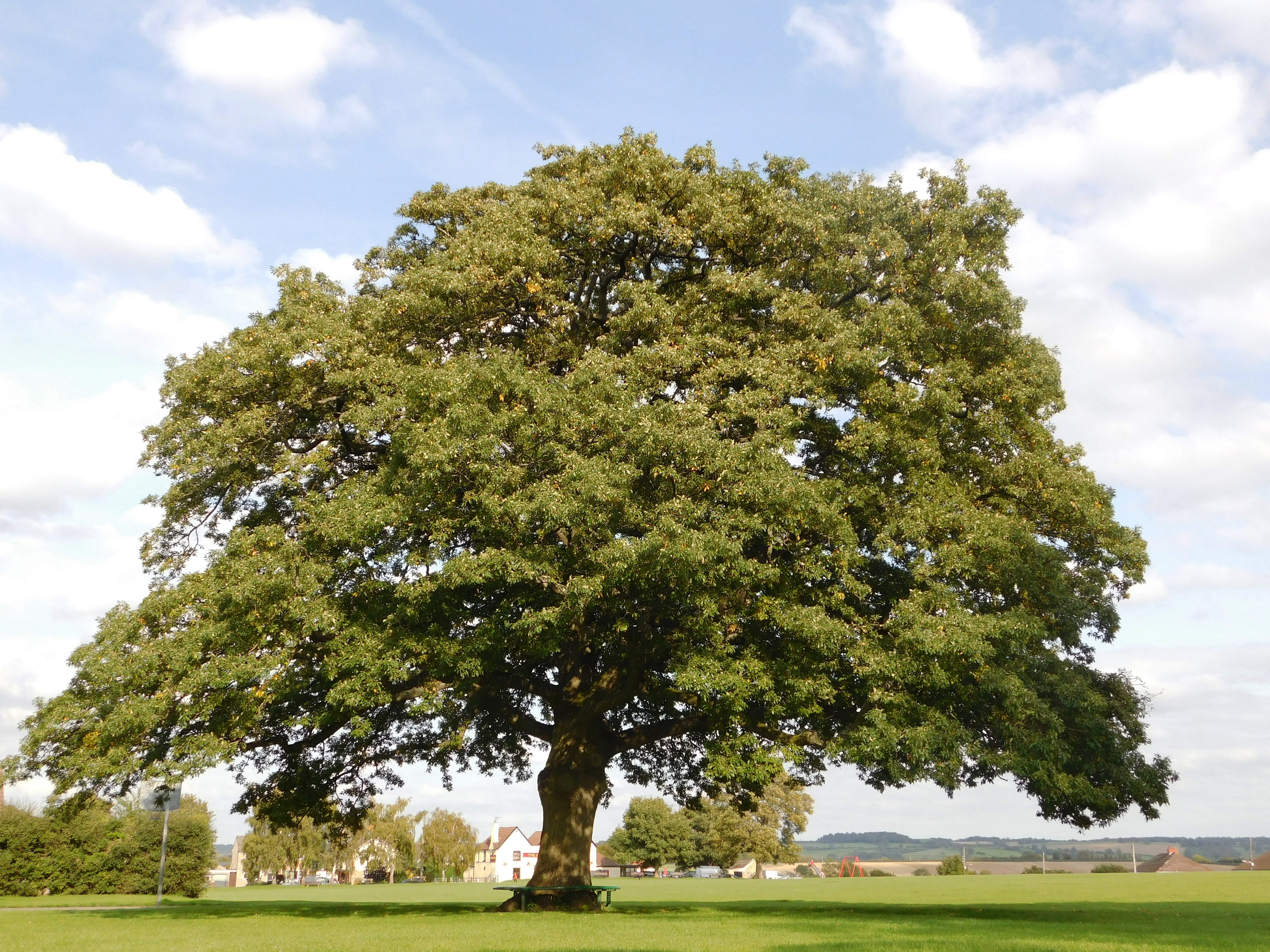 oak tree 2